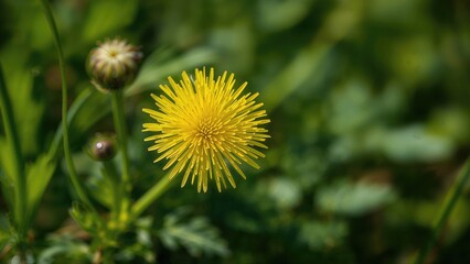 Yellow dill flowers captured in a summer close-up