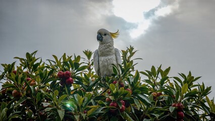 A sulphur-crested cockatoo sitting amidst fruit tree branches with a cloudy backdrop