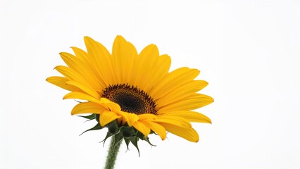 Sunflower in full bloom in summer