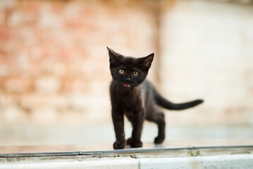 A charming black kitten with an open mouth, standing on a tiled surface outdoors.