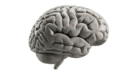 Isolated Human Brain on White Background
