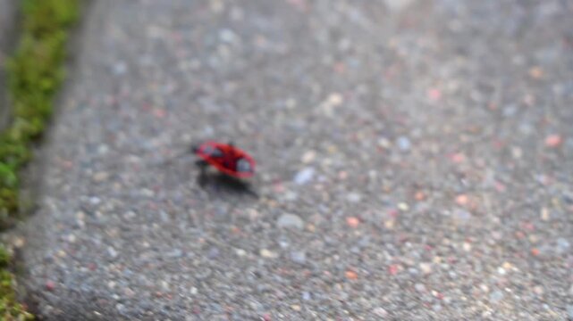 Red firebug crawls on ground in Belarus.