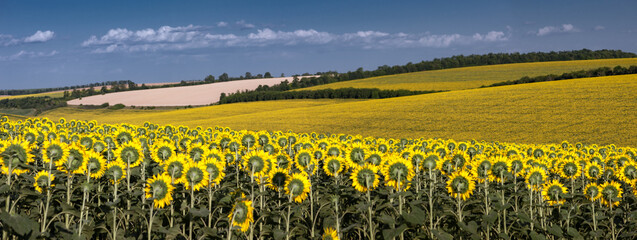 Panorama of sunny landscape. Ripening sunflower. Rugged landscape of Ukrainian fields.Agro-industrial fields of central Ukraine.Profitable agricultural crop.