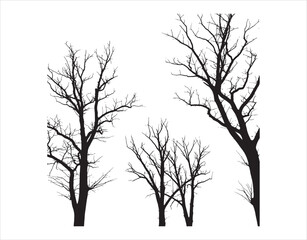 Trees Without Foliage

