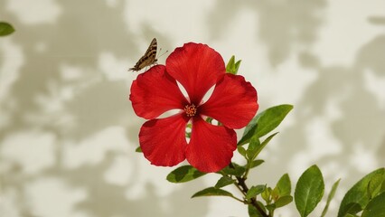 Isolated Red Ixora Flower with Spring Leaves and Butterfly