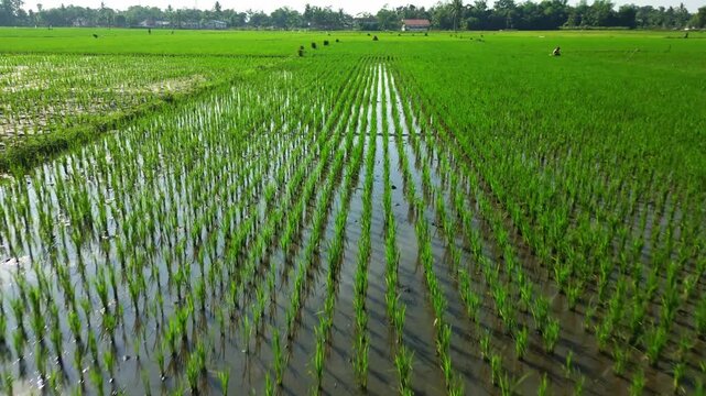 Aerial view of verdant rice paddies reflecting the sky, creating a shimmering, watery landscape with vibrant green hues, Jember, Jember Regency, Indonesia.