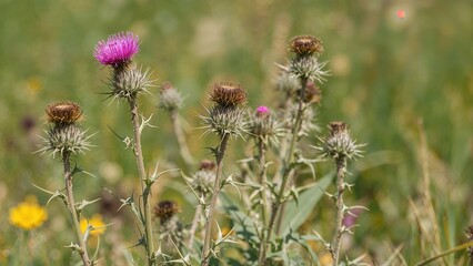 Withered flowers of the blessed milkthistle plant set on a smooth, out-of-focus background