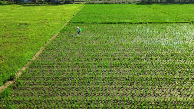 Aerial view of lush green rice fields, with a farmer tending to the crops, creating a vibrant pattern of agriculture, Jember, Jember Regency, Indonesia.