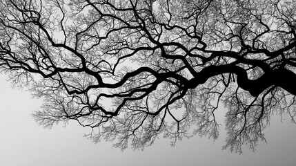Fototapeta premium Black and White Silhouette of Tree Branches Against a Soft Background