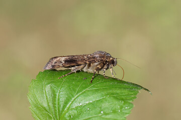 Copper underwing, humped green fruitworm or pyramidal green fruitworm (Amphipyra pyramidea). Subfamily Amphipyrinae. Family Noctuidae. On a cranberry leaf. Summer, July, Netherlands