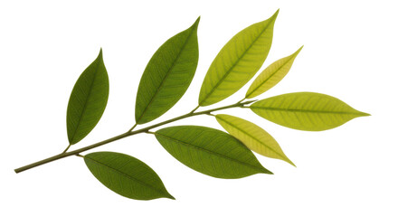 Isolated Leaves on Branch