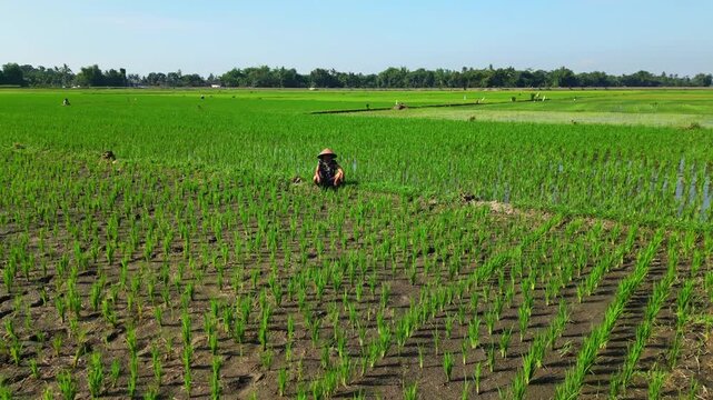 Aerial view of lush green rice paddies, where farmers work diligently under the sun in Jember, creating a vibrant landscape, Jember, Jember Regency, Indonesia.