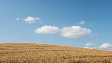 Obraz premium Simple sky above a hill blanketed with grain