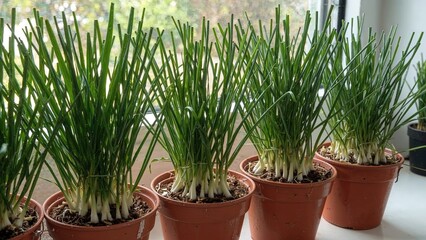 Kitchen windowsill adorned with sprouting chive plants in pots