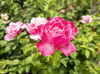 Bouquets of roses