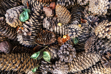 Dried pine cones