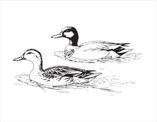 Two ducks are floating on the lake.

