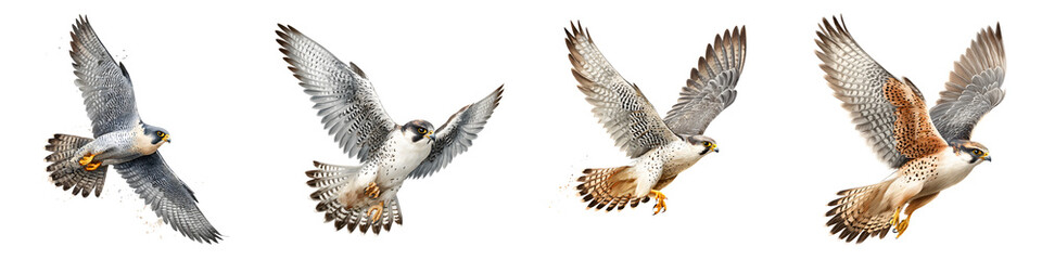 Fototapeta premium Peregrine Falcon Soaring - Bird of Prey in Flight