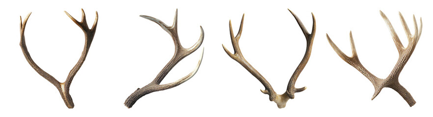 Various Antler Types from Different Deer Species for Nature Studies, Isolated on Transparent Background