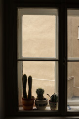 A shot of a cactus in a pot on a window sill