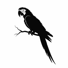 Silhouette of a macaw parrot perched on a branch
