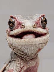 Close-Up Portrait of Gecko with Open Mouth