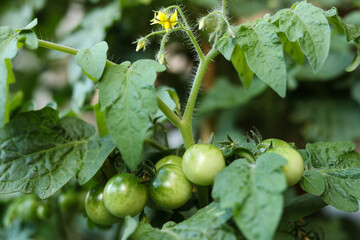 Green tomatoes growing on a branch in a greenhouse. Close-up.