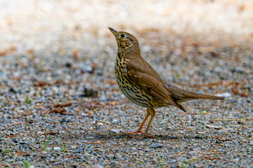 Singdrossel (Turdus philomelos) bei der Futtersuche	
