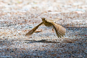 Singdrossel (Turdus philomelos) im Flug	

