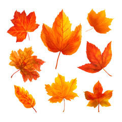 Detailed Thanksgiving maple leaves isolated on white for seasonal art, festive autumn designs, greeting cards, DIY printables, natural illustrations, and cozy fall decorations in warm leaf tones