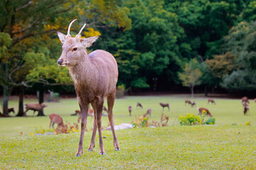herd of deer grazing grass in a park 