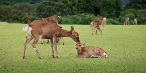 herd of deer grazing grass in a park 