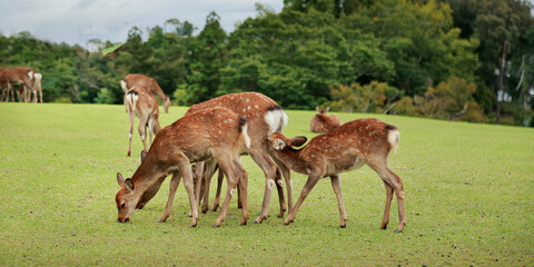 fawn drinking milk under there mum