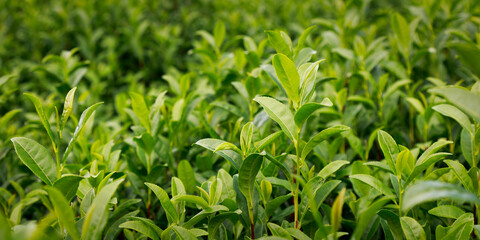 Close up of tea leaves in japanese tea plantation