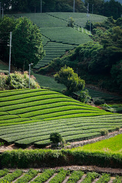  japanese tea plantation in the area of  kyoto prefecture