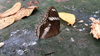 Great Eggfly Butterfly Resting on Wet soil