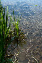 A lakeside with green cattails near the water's edge	