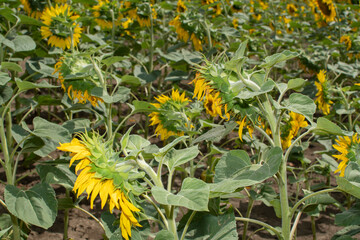 View of a sunflowers field	