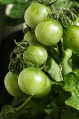 Fototapeta premium Green tomatoes growing on a branch in a greenhouse. Close-up.