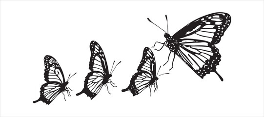 A different take on the lovely Monarch butterfly as it flies upward, showcasing its legs and proboscis.
