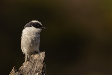 Closeup wildlife photograph showing a grey bush chat resting calmly on a natural tree branch during the spring season in the Himalayan region of Himachal Pradesh, India.