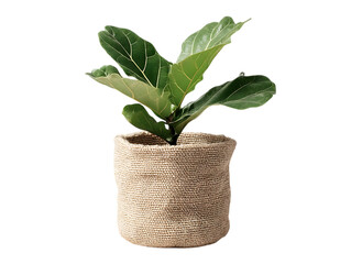Fototapeta premium Jute Plant Pot Cover Modern Indoor Organizer