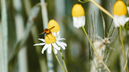 Tachinid fly (Ectophasia crassipennis) feeding on daisy.