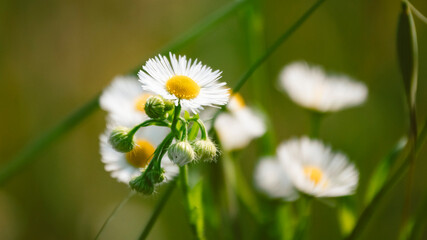 Close-up of a blooming daisy with white petals