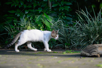 The kitten is walking in the garden.