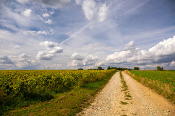 Sunflowers on a field.