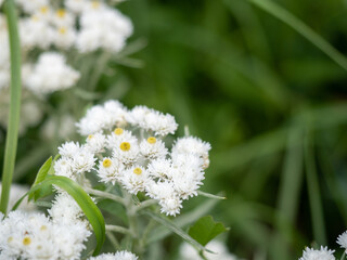 White pearly everlasting flowers macro with yellow centers on green