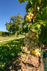 Vineyard.