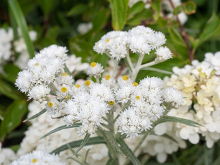 White everlasting flowers close-up in summer garden