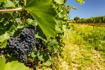 Vineyard.